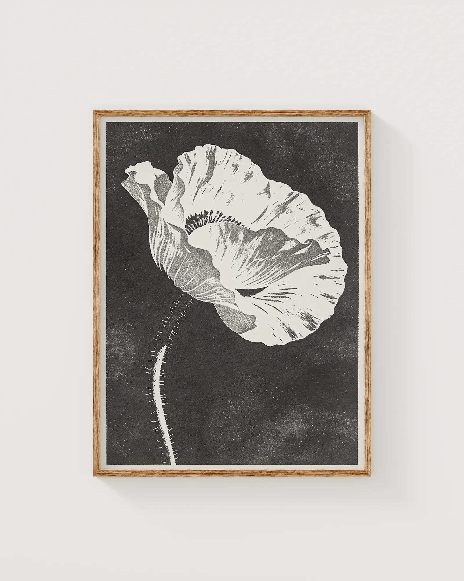 Mohnblume in Graphit