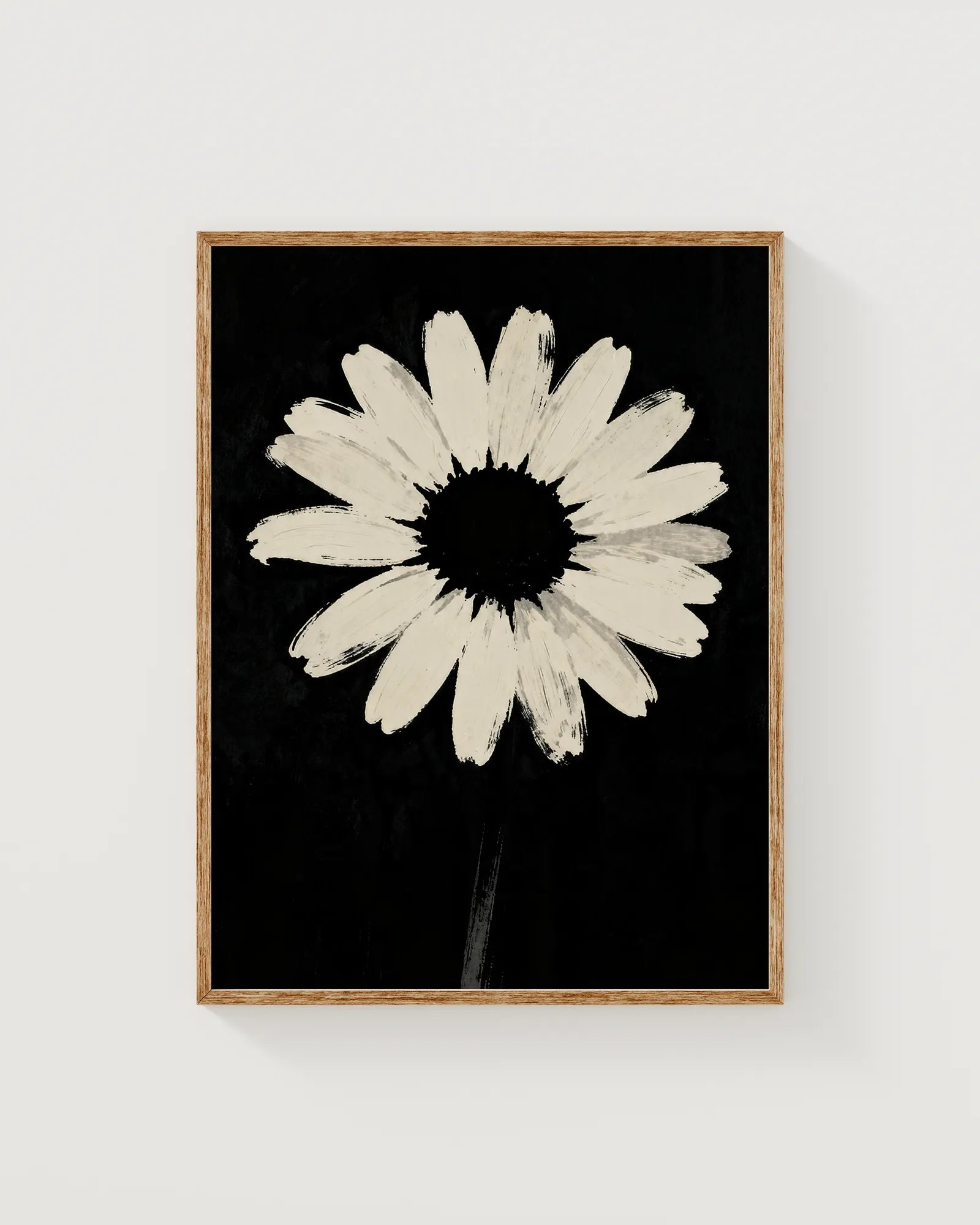 Noir Gänseblümchen