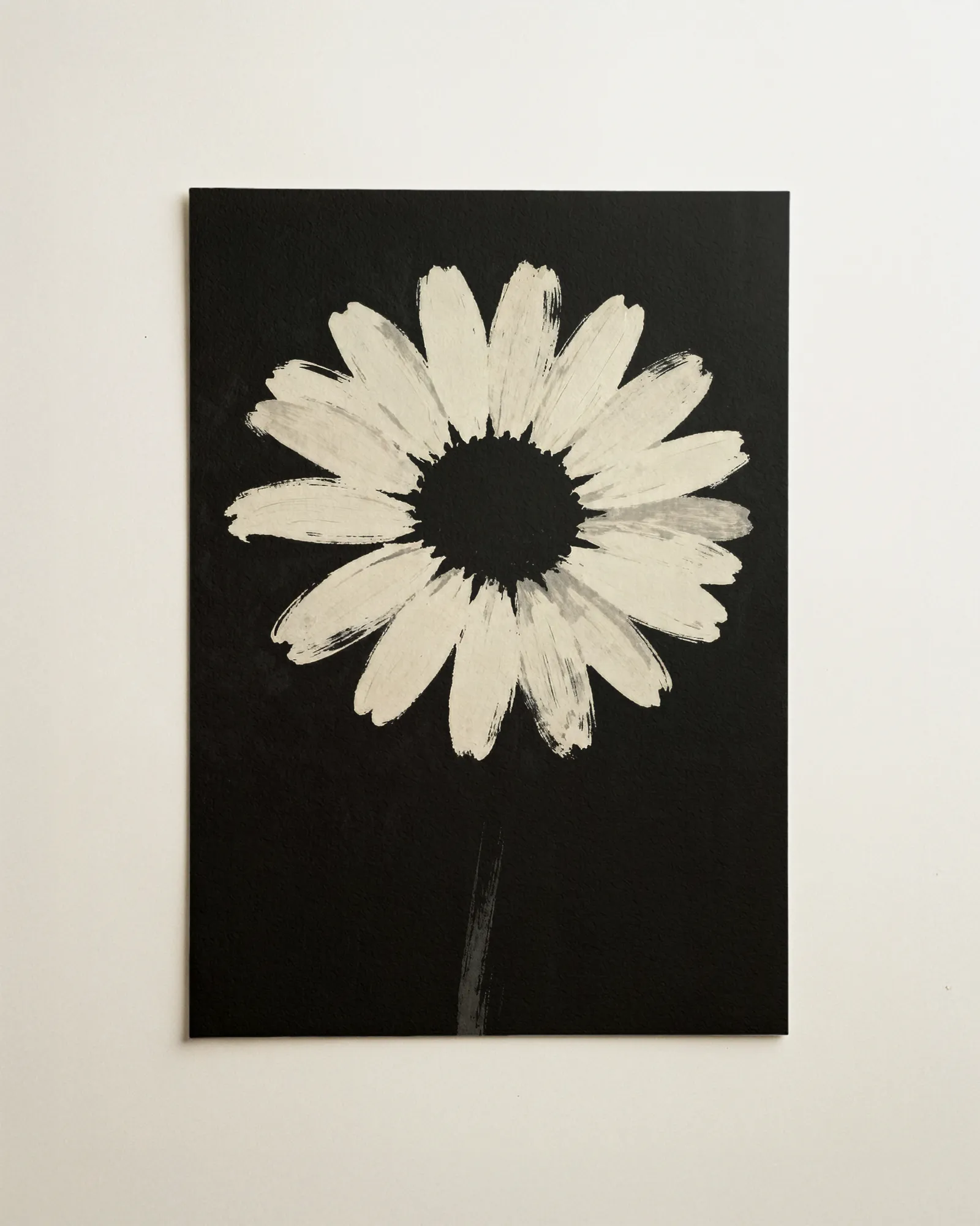 Noir Gänseblümchen