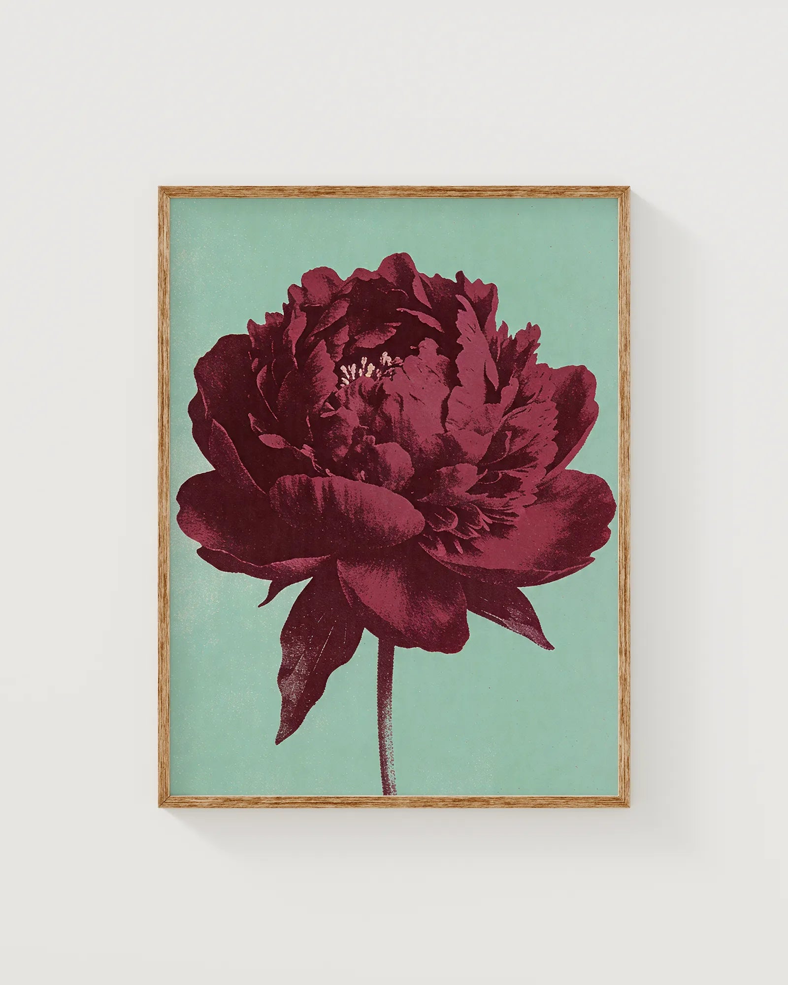 Pfingstrose in Mint