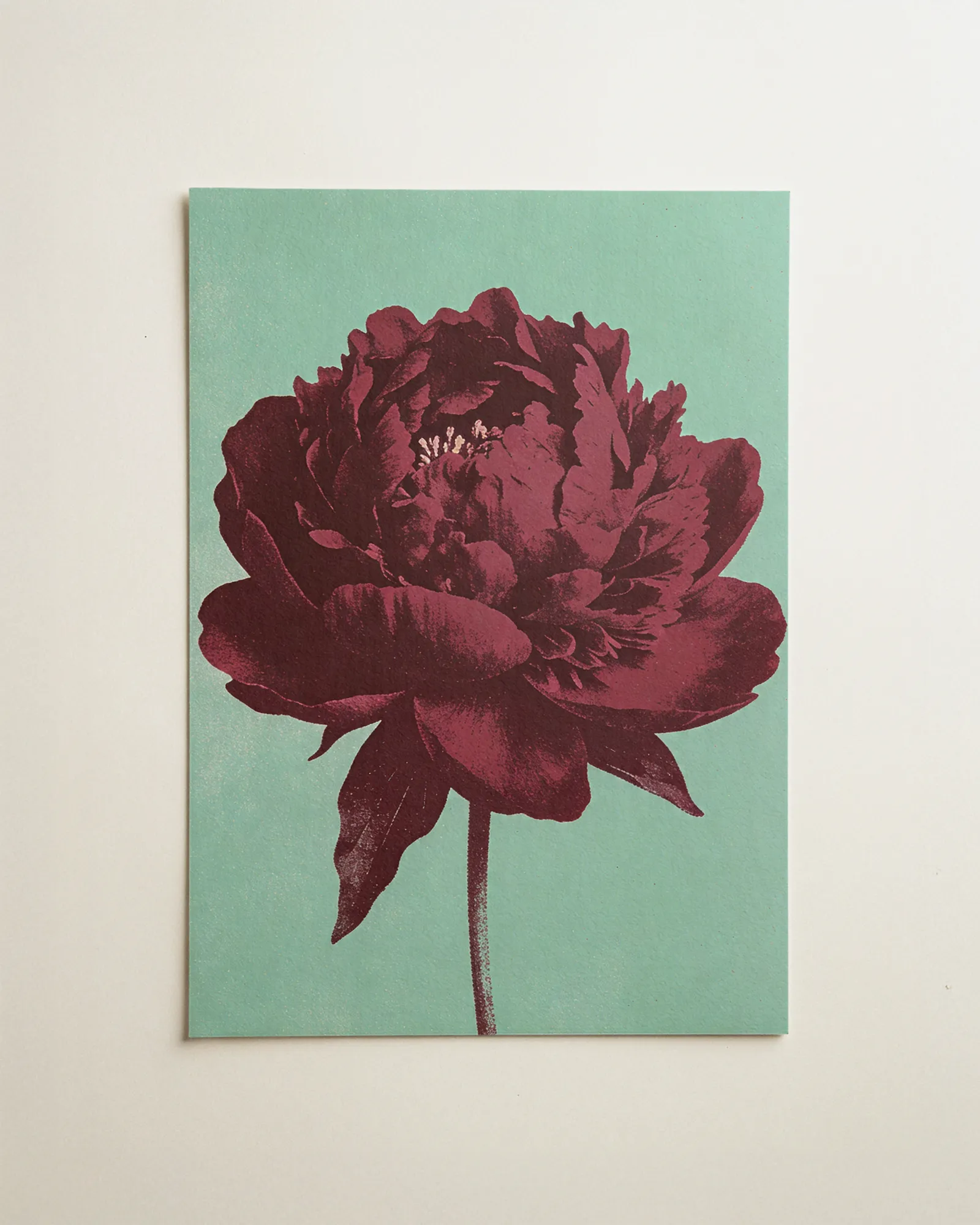 Pfingstrose in Mint
