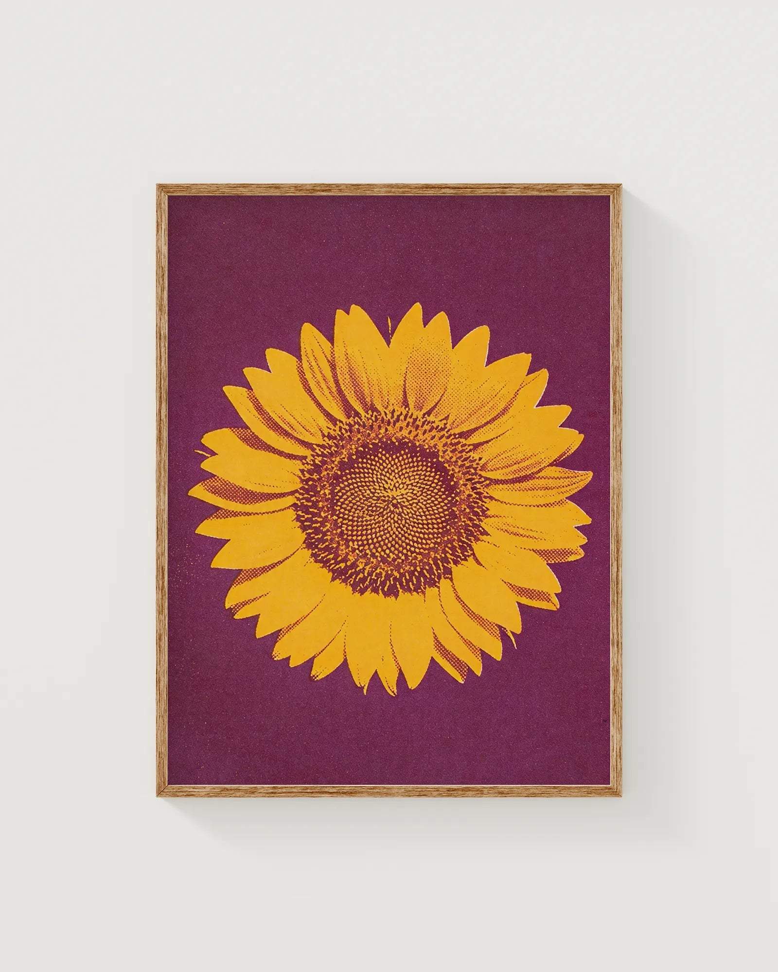 Sonnenblume in Violett