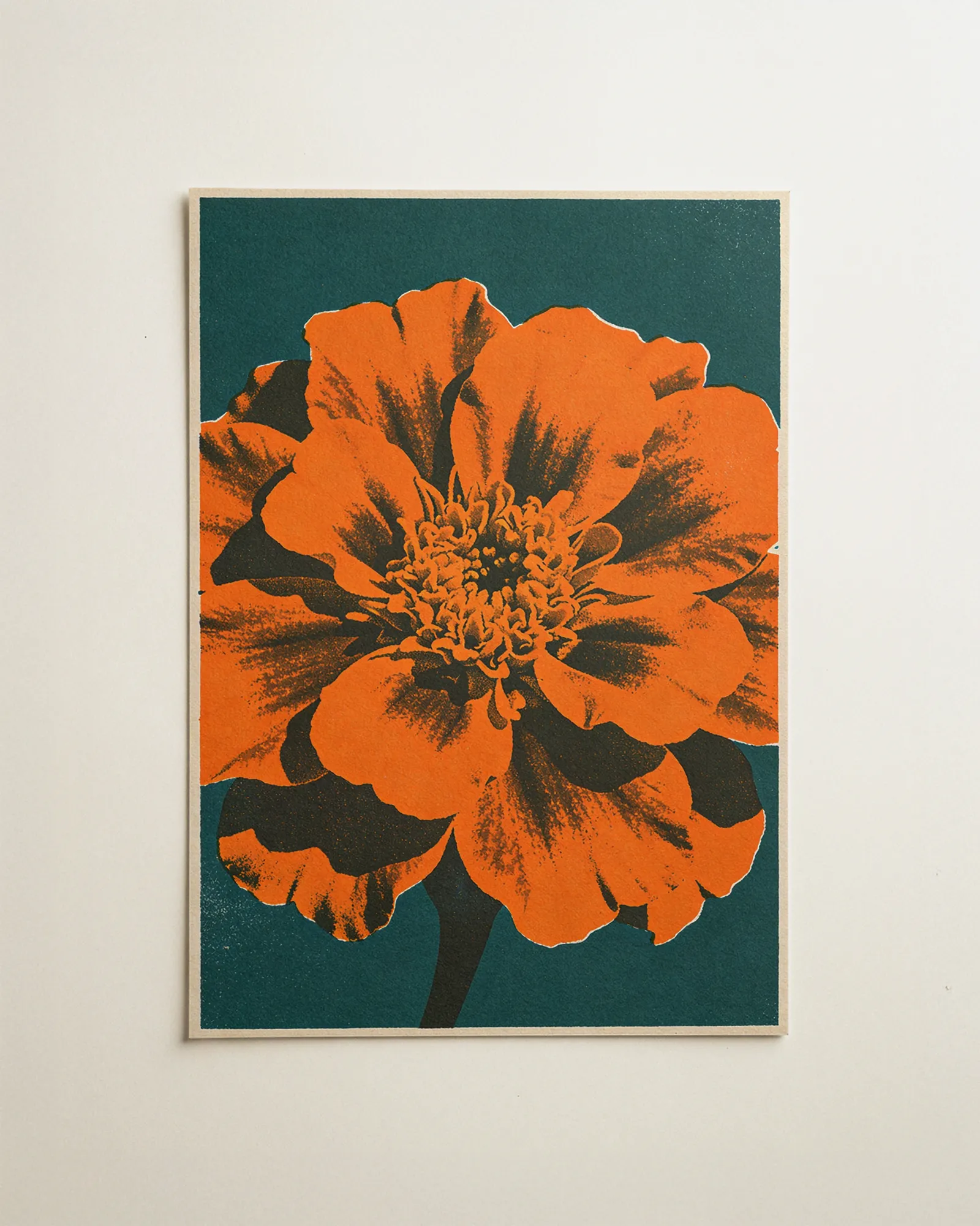 Studentenblume in Petrol